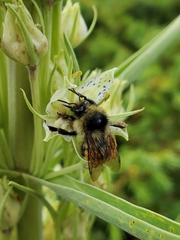 Bombus sylvicola
