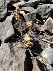 Tephrocactus aoracanthus