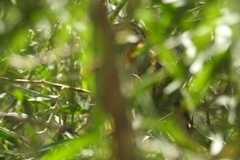 Pheucticus melanocephalus
