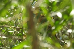 Pheucticus melanocephalus