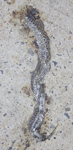 Short-tailed Mamushi