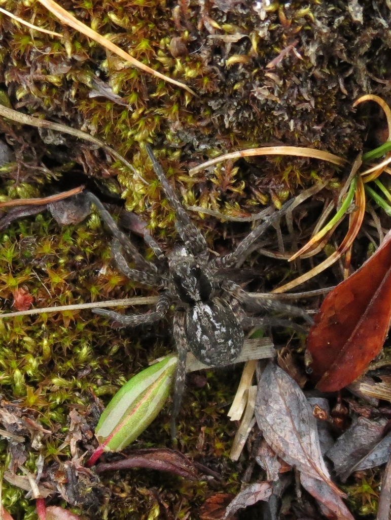 Alopecosa hirtipes