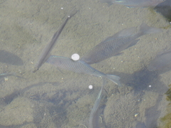 Acheilognathus macropterus