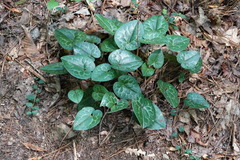 Hexastylis shuttleworthii