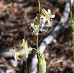 Silene douglasii