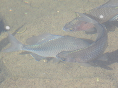 Acheilognathus macropterus
