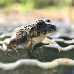 Fejervarya kawamurai