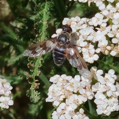 Exoprosopa dorcadion