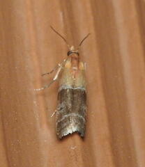 Moodna pallidostrinella