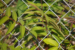 Ailanthus altissima