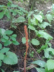 Corallorhiza maculata occidentalis
