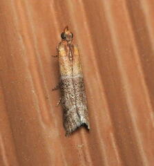 Moodna pallidostrinella