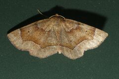 Metarranthis refractaria