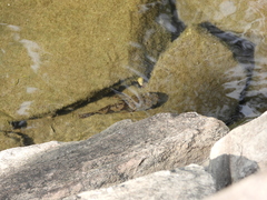 Odontobutis obscurus
