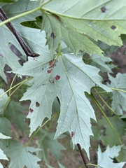 Eriophyes aceris