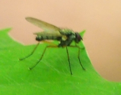 Cholomyia