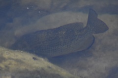 Ambloplites rupestris