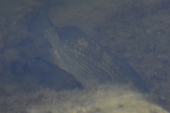 Ambloplites rupestris