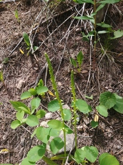 Platanthera unalascensis