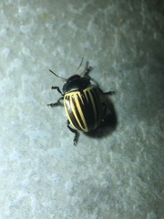 Coleoptera
