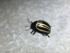 Coleoptera