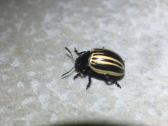 Coleoptera