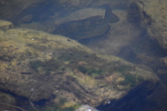 Ambloplites rupestris