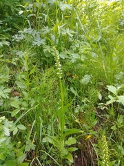 Platanthera dilatata albiflora