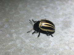Coleoptera