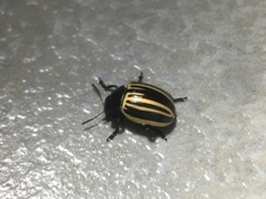 Coleoptera