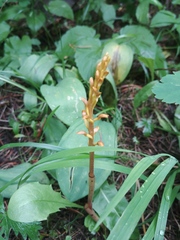 Corallorhiza maculata occidentalis