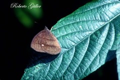 Forsterinaria quantius