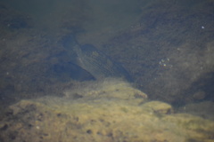 Ambloplites rupestris