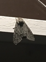 Acronicta americana
