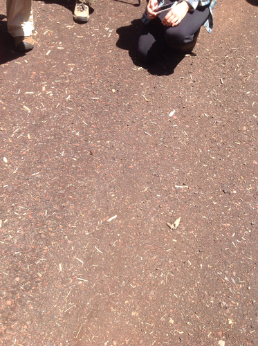 iNaturalist observation photo of Insects