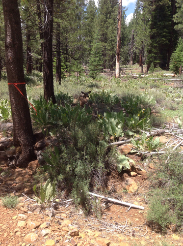 iNaturalist observation photo of Mule Deer