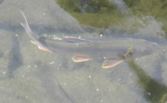 Opsariichthys bidens