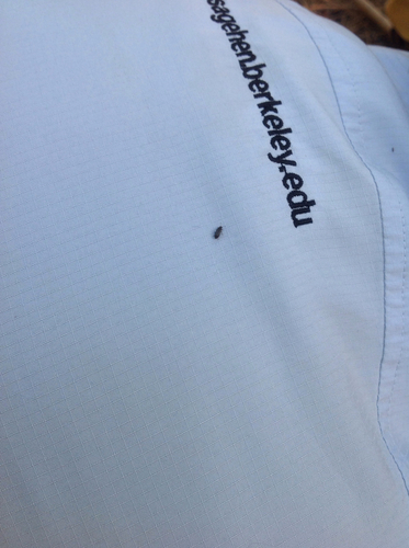 iNaturalist observation photo of Beetles