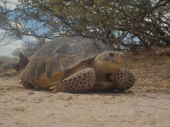 Gopherus flavomarginatus