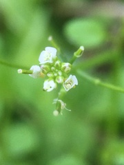 Cardamine