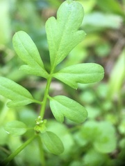 Cardamine