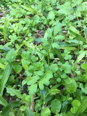 Cardamine
