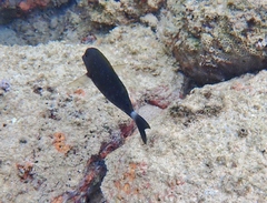 Acanthurus nigroris