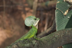 Basiliscus galeritus