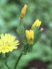 Youngia japonica