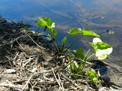 Echinodorus berteroi