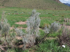 Krascheninnikovia lanata