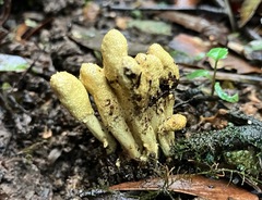Cordyceps cranstounii