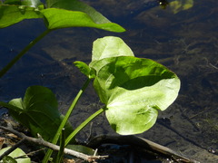 Echinodorus berteroi