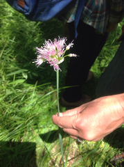 Allium validum